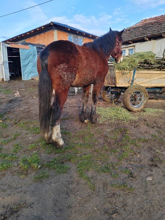 Mânz de vânzare sau schimb