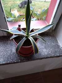 Agave