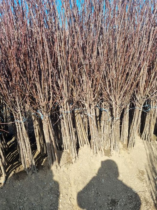 Pomi si arbusti fructiferi