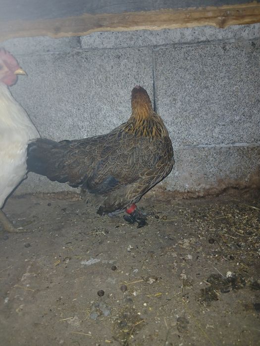 Disponibil cocoș mătase japoneza si pereche de gaini pitice