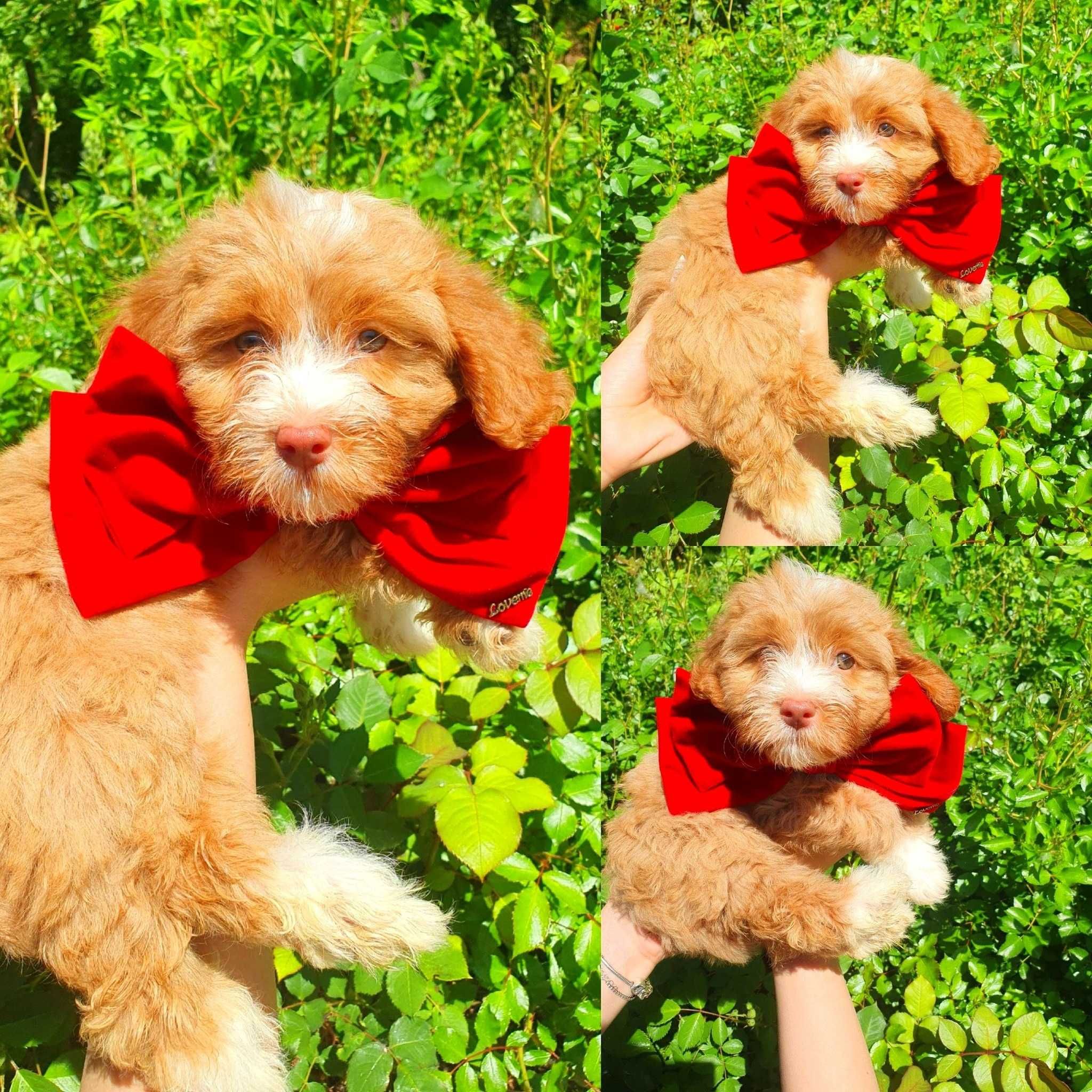 Bichon havanese cu pedigree canisa autorizata FCI si ACHR