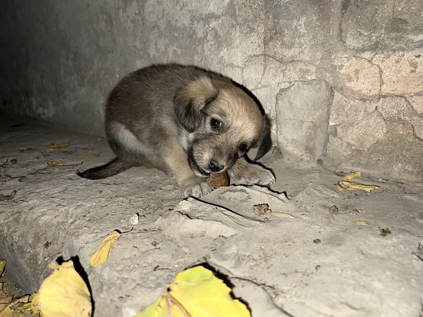 Найдено маленький щеночек нуждается в помощи