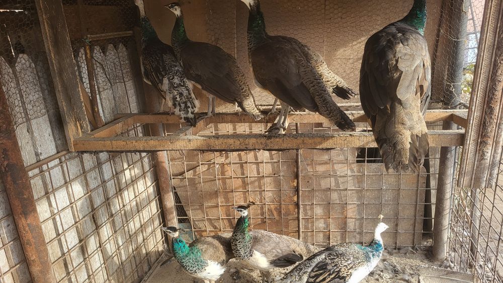 Pauni standard si umar negru