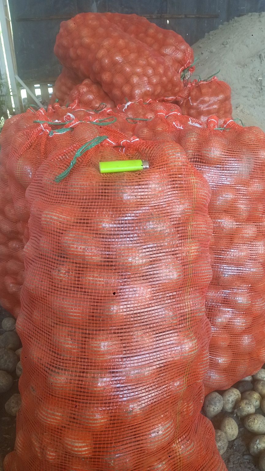Картофель сорт Гала.