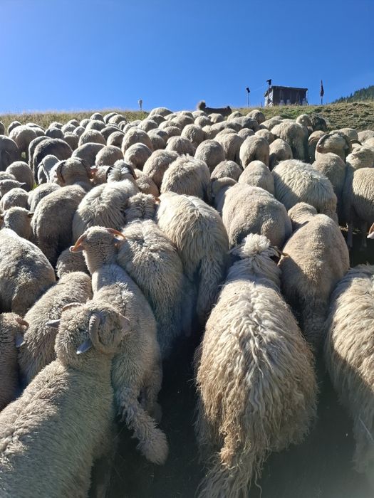 Oi de vânzare frumoase și grase