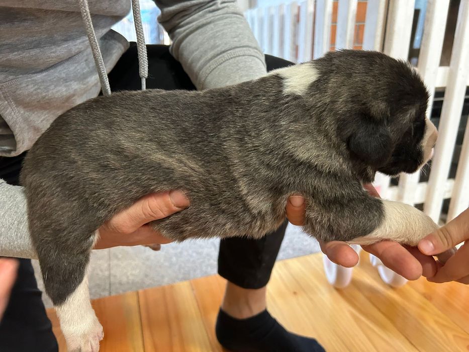 Catei din Kangal si Ciobanesc de Asia Centrala