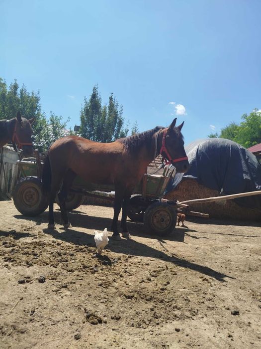 Vând noatină de un an și 6 luni