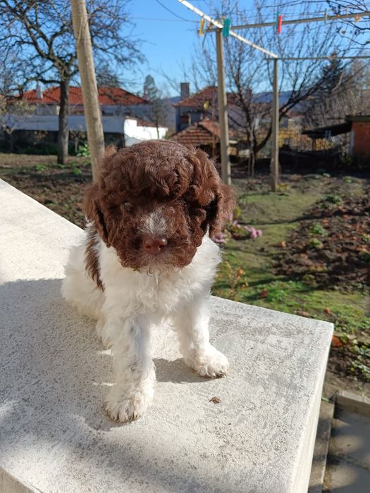 Лагото Романьоло