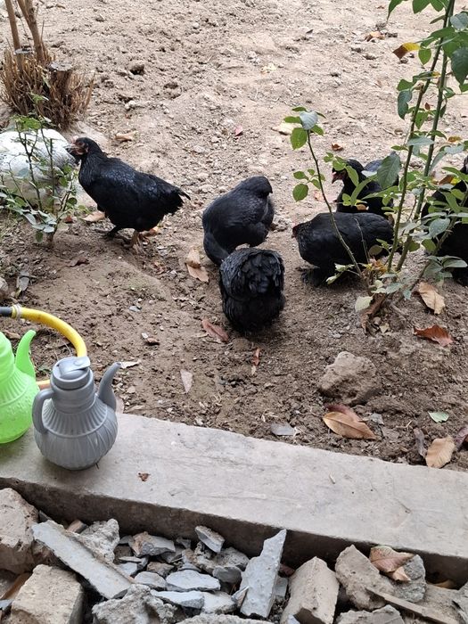 Асалому алекум хаммаси соглом товуклар