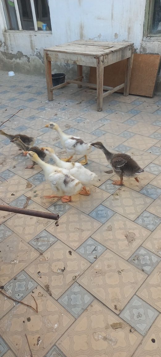Продаётся гуся срочно