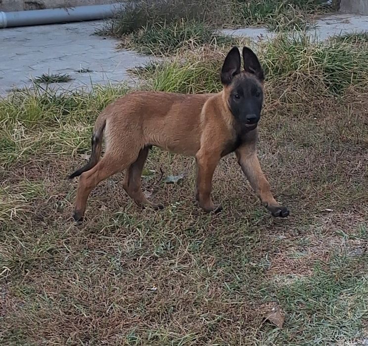 Продаются щенки бельгийская овчарка