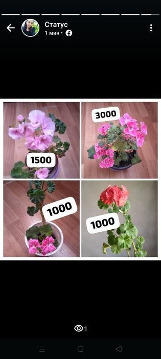 Продам герань,алое, бегония