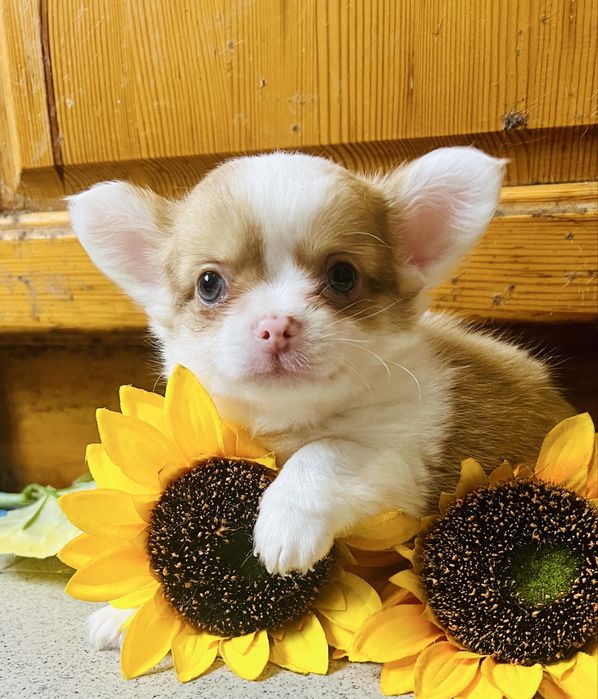 Чихуахуа момчета и момичета