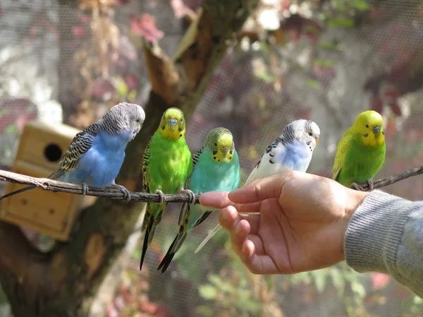 Продажа попугаев
