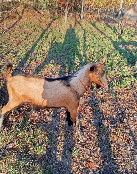 Vand un tap alpin francez de 8 luni