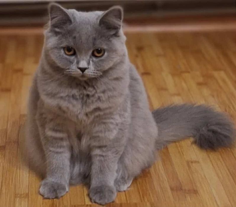Коте дългокосместо на 6месеца
