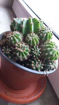 Cactus  ,planta cu tepi