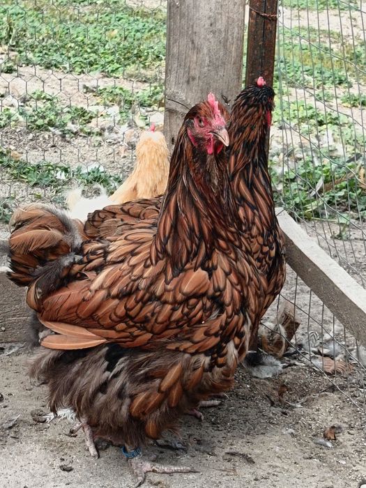 Gaini Orpington si Cochinchina