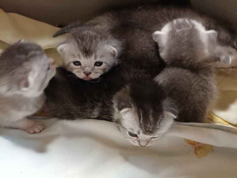 Продам котят шотландская шиншила
