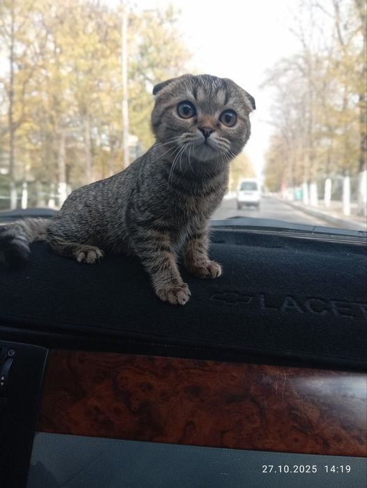 Skotish fooll 6 oylik