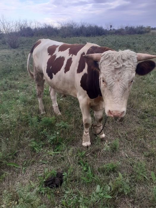 Продам  быка 1.5 годовалый