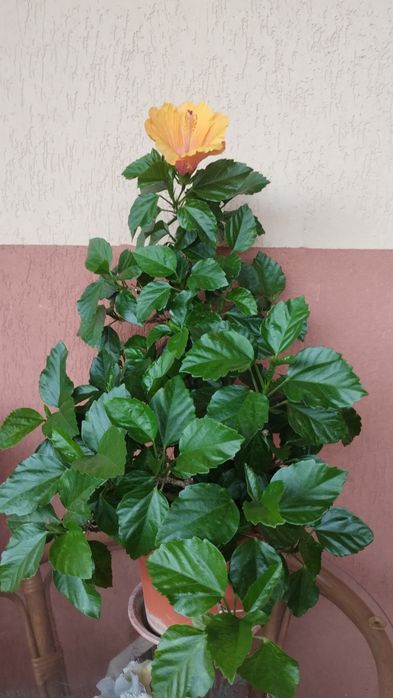 Ficus , Dracena ,, Crinul păcii, Trandafir japonez
MărT