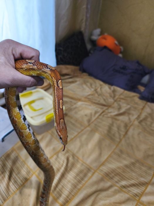 Продам рабочую пару