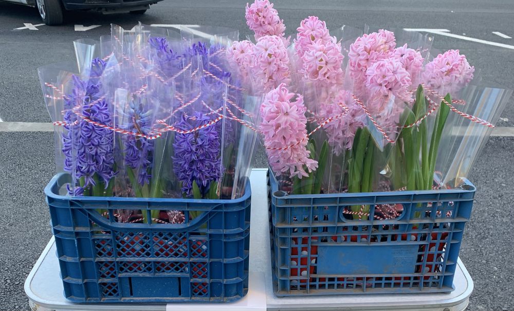 Bulbi zambile provenienta Olanda