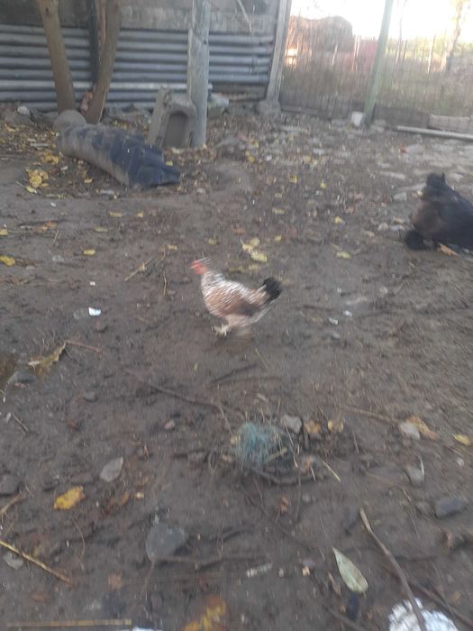 Gainuse pitice și cocoși