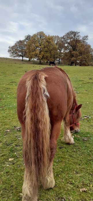 Vând iapă de 6 ani, gestantă
