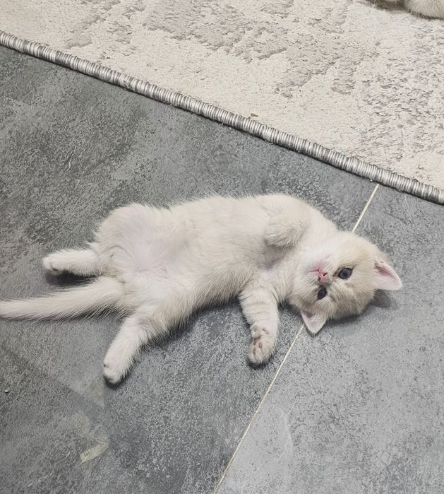 Британская золотая шиншила продаётся