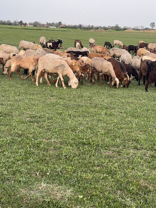 Vand 120 de oi si 3 berbeci tigaie sarbeasca