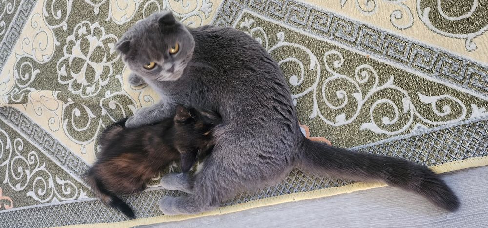 Отдам в добрые руки.  Породистые кошки. Веслауха и шиншила.  Чистые