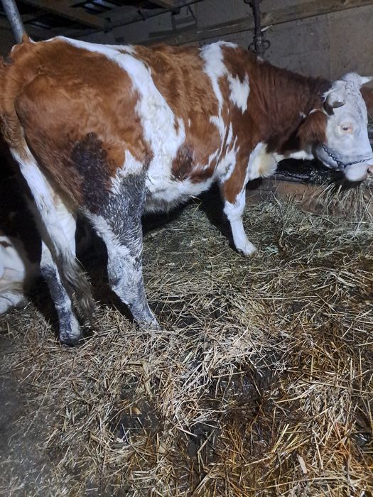 Vind vaca baltata 3 ani gestanta.