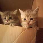 Породистые котята 1 месяц