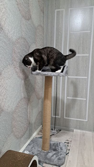 Когтеточка кошек. Лежанка для кошки. Зоодомики