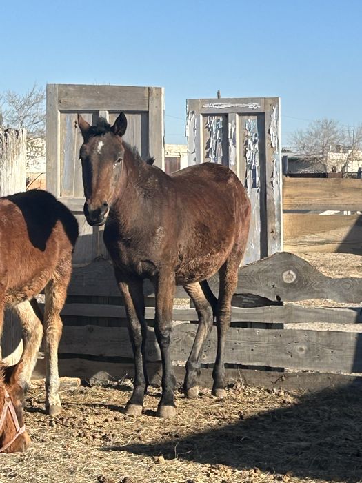 1жарым жасар ұрғашы тай