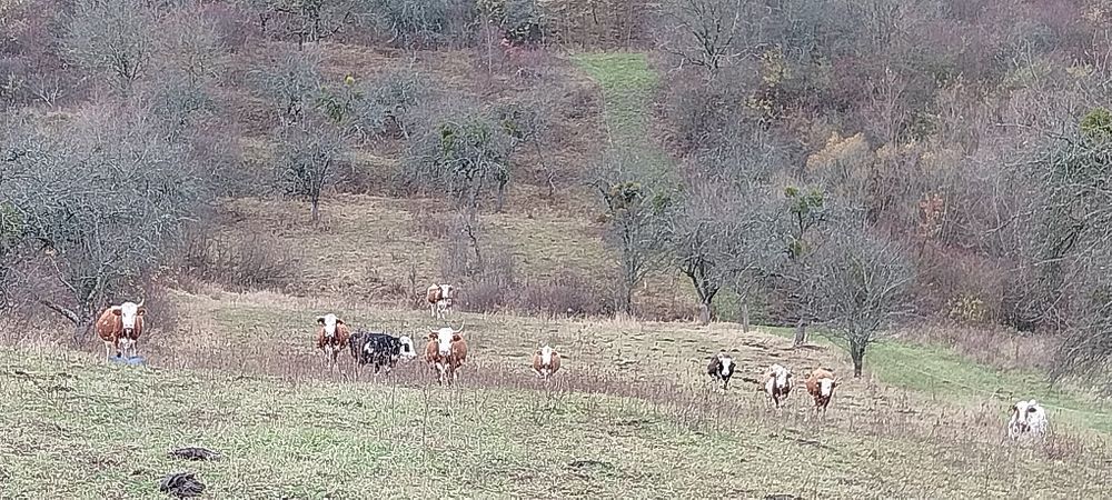 Vaci baltate gestante