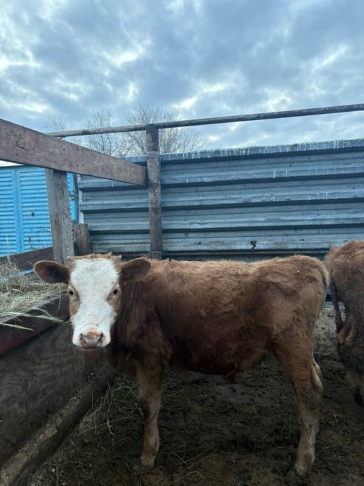 Бузаулар сатылады