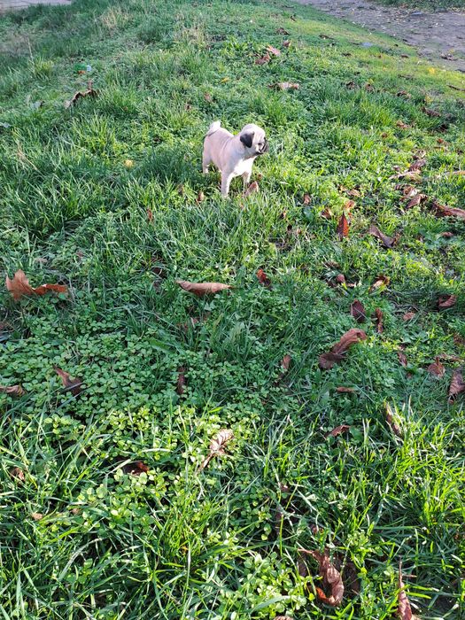 Мопс. Мопс. Мопс