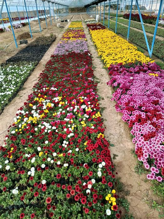 Arzon narxlarda gullar 2500 dan 10000 so'm  gacha