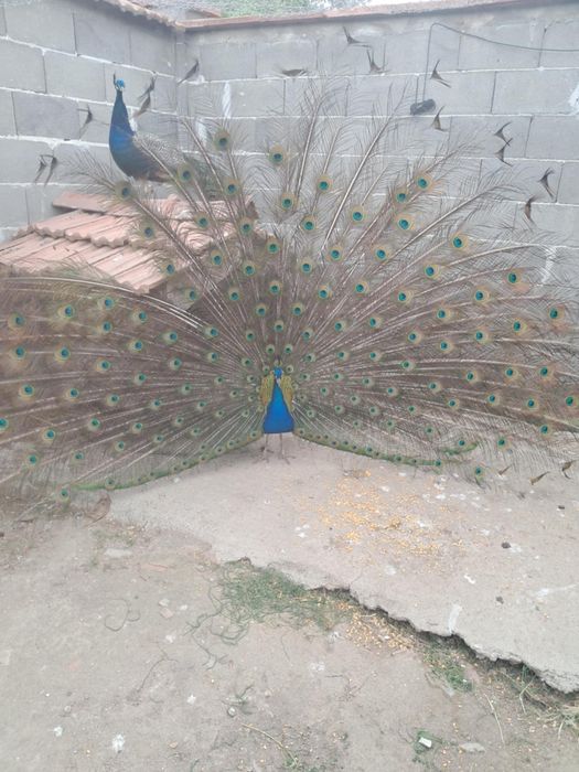 Мъжки Паун на 4г индийски