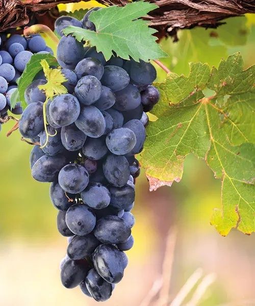 Vita de Vie (Soiuri De Masa Negru )