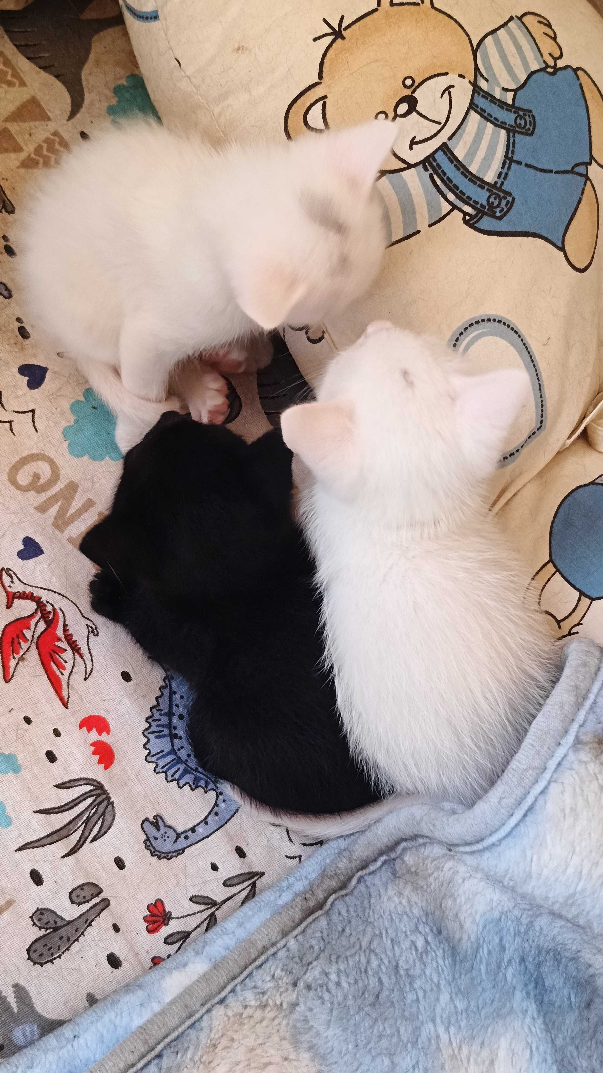 Котенца породисти са..