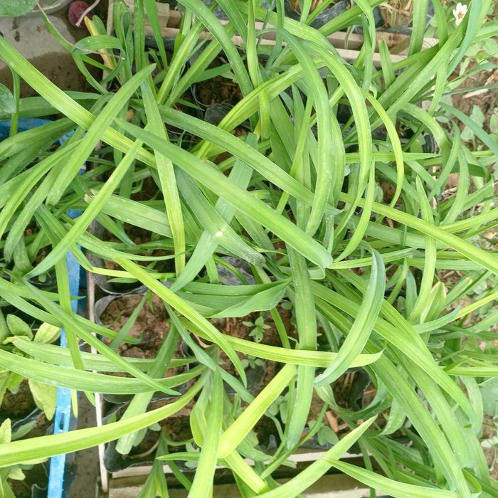 Лилейники (Hemerocallis)