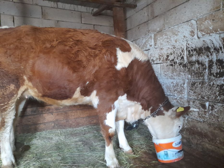 Vaca și juninca de vancare