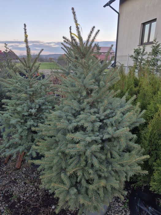 Brad/molid argintiu 150-160cm