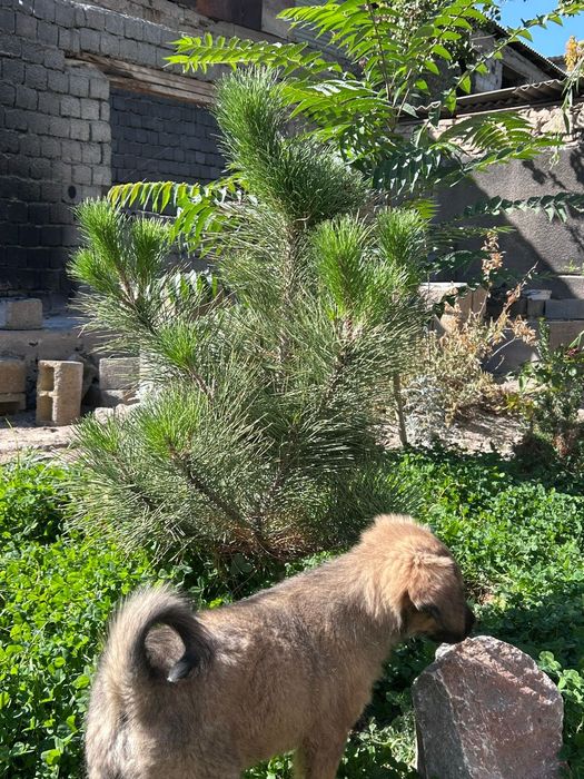 Сосна крымская высота 1 метр