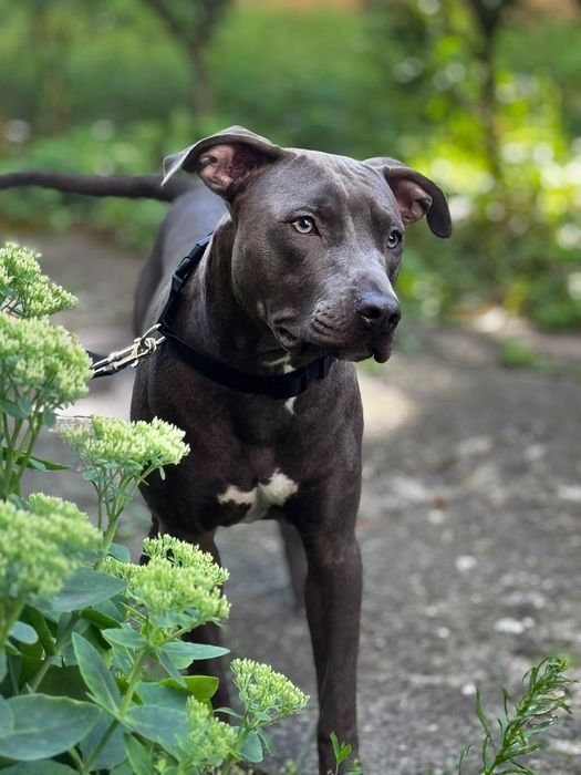 Donez Staffordshire American terrier