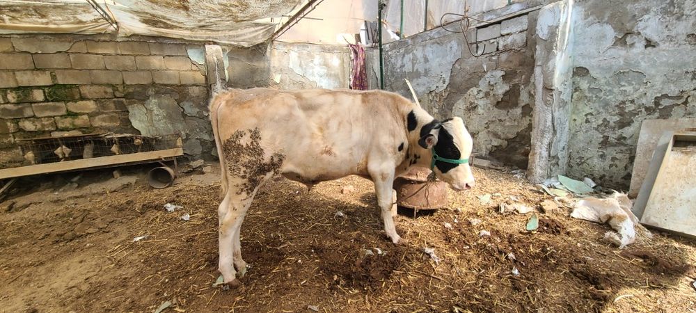 Zotli golishten Sigir sotiladi bolasi hukiz